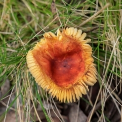 zz agaric (stem; gills not white/cream) at South East Forest National Park - 18 Jan 2024 by AlisonMilton