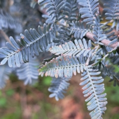 Acacia baileyana (Cootamundra Wattle, Golden Mimosa) at Mount Majura - 20 Jan 2024 by abread111