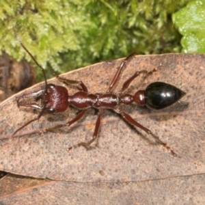 Myrmecia sp. (genus) at Glenbog State Forest - 18 Jan 2024 09:23 AM