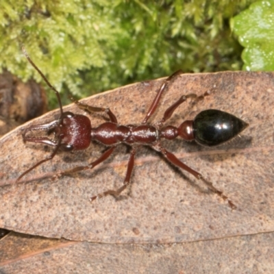 Unidentified Ant (Hymenoptera, Formicidae) at Bemboka, NSW - 17 Jan 2024 by AlisonMilton