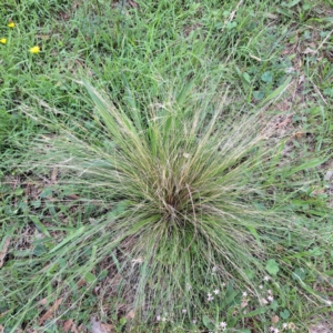 Nassella trichotoma at Mount Majura - 20 Jan 2024