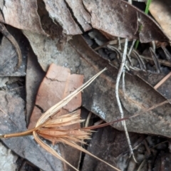 Themeda triandra (Kangaroo Grass) at Woollamia, NSW - 20 Jan 2024 by AniseStar