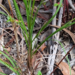 Themeda triandra at Woollamia, NSW - 20 Jan 2024