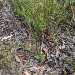 Themeda triandra at Woollamia, NSW - 20 Jan 2024 03:26 PM