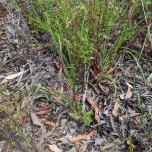 Themeda triandra at Woollamia, NSW - 20 Jan 2024 03:26 PM