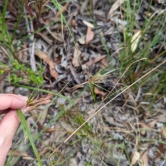 Themeda triandra at Woollamia, NSW - 20 Jan 2024 03:26 PM