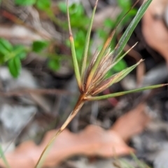 Themeda triandra at Woollamia, NSW - 20 Jan 2024 03:26 PM