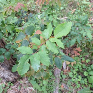 Berberis aquifolium at Mount Majura - 20 Jan 2024