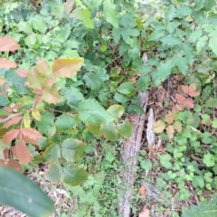 Berberis aquifolium at Mount Majura - 20 Jan 2024 11:17 AM