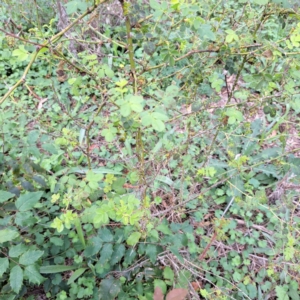 Rosa rubiginosa at Mount Majura - 20 Jan 2024 11:17 AM