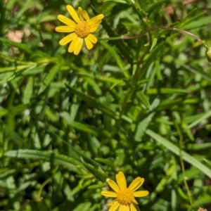 Senecio madagascariensis at Woollamia, NSW - 20 Jan 2024