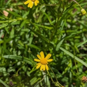 Senecio madagascariensis at Woollamia, NSW - 20 Jan 2024