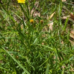 Senecio madagascariensis at Woollamia, NSW - 20 Jan 2024