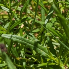 Senecio madagascariensis at Woollamia, NSW - 20 Jan 2024