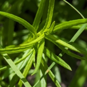 Senecio madagascariensis at Woollamia, NSW - 20 Jan 2024