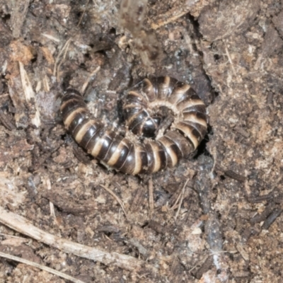 Paradoxosomatidae sp. (family) at Glenbog State Forest - 18 Jan 2024 by AlisonMilton