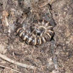 Unidentified Millipede (Diplopoda) at Glenbog State Forest - 17 Jan 2024 by AlisonMilton