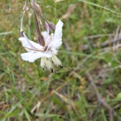 Arthropodium milleflorum (Vanilla Lily) at Mount Majura - 20 Jan 2024 by abread111