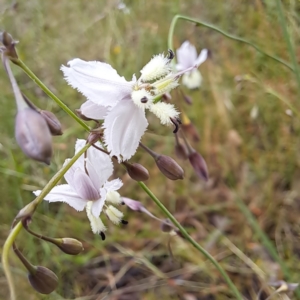 Arthropodium milleflorum at Mount Majura - 20 Jan 2024