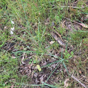 Arthropodium milleflorum at Mount Majura - 20 Jan 2024