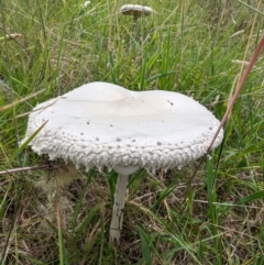 Macrolepiota dolichaula (Macrolepiota dolichaula) at Kambah, ACT - 20 Jan 2024 by HelenCross