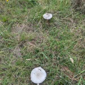 Macrolepiota dolichaula at McQuoids Hill - 20 Jan 2024 12:57 PM