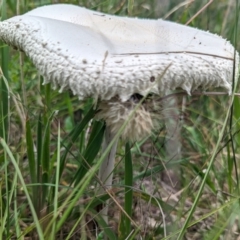 Macrolepiota dolichaula at McQuoids Hill - 20 Jan 2024 12:57 PM