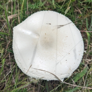 Macrolepiota dolichaula at McQuoids Hill - 20 Jan 2024 12:57 PM