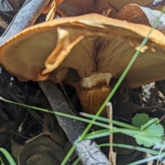 Gymnopilus junonius at Kambah, ACT - 20 Jan 2024 12:49 PM