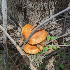 Gymnopilus junonius at Kambah, ACT - 20 Jan 2024