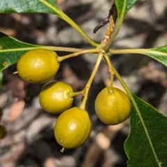 Pittosporum undulatum (sweet pittosporum) at Woollamia, NSW - 20 Jan 2024 by AniseStar
