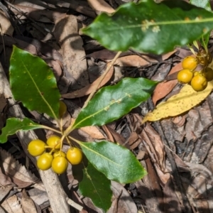 Pittosporum undulatum at Woollamia, NSW - 20 Jan 2024