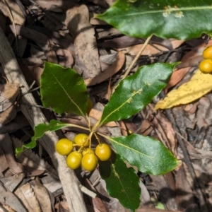 Pittosporum undulatum at Woollamia, NSW - 20 Jan 2024