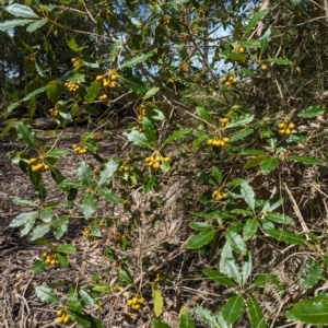 Pittosporum undulatum at Woollamia, NSW - 20 Jan 2024