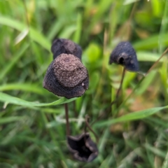 Unidentified Cap on a stem; gills below cap [mushrooms or mushroom-like] at Lions Youth Haven - Westwood Farm - 20 Jan 2024 by HelenCross