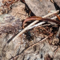 Camponotus aeneopilosus (A Golden-tailed sugar ant) at Woollamia, NSW - 20 Jan 2024 by AniseStar