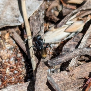 Camponotus aeneopilosus at Woollamia, NSW - 20 Jan 2024 02:53 PM