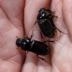 Acrossidius tasmaniae (Black-headed pasture cockchafer) at Lions Youth Haven - Westwood Farm A.C.T. - 20 Jan 2024 by HelenCross