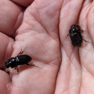 Acrossidius tasmaniae at Lions Youth Haven - Westwood Farm A.C.T. - suppressed