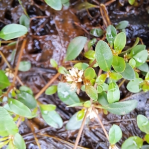 Alternanthera sp. A Flora of NSW (M. Gray 5187) J. Palmer at Mount Majura - 20 Jan 2024