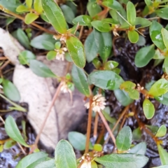 Alternanthera sp. A Flora of NSW (M. Gray 5187) J. Palmer at Mount Majura - 20 Jan 2024