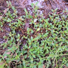 Alternanthera sp. A Flora of NSW (M. Gray 5187) J. Palmer at Mount Majura - 20 Jan 2024