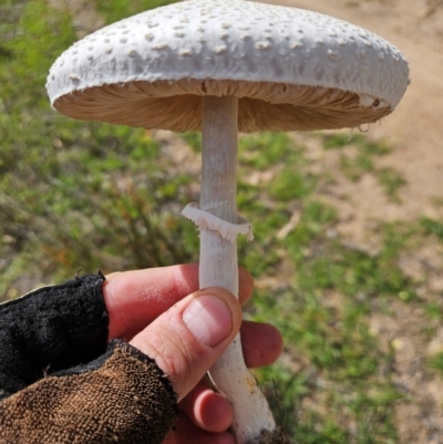 Macrolepiota dolichaula (Macrolepiota dolichaula) at Wright, ACT - 20 Jan 2024 by AaronClausen