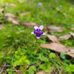 Viola hederacea (Ivy-leaved Violet) at Nunnock Swamp - 18 Jan 2024 by Csteele4