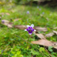 Viola hederacea at South East Forest National Park - 18 Jan 2024 04:31 PM