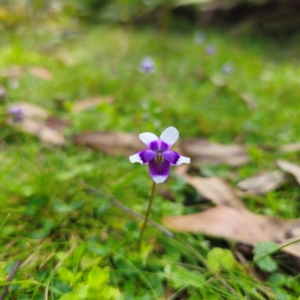 Viola hederacea at South East Forest National Park - 18 Jan 2024