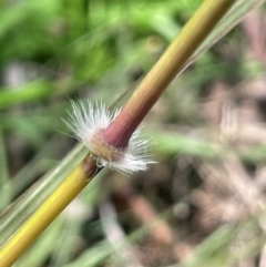 Sorghum leiocladum (Wild Sorghum) at QPRC LGA - 20 Jan 2024 by JaneR