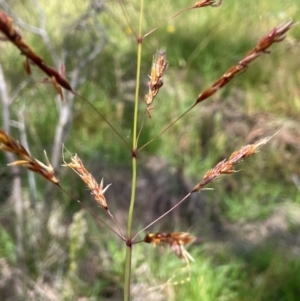 Sorghum leiocladum at QPRC LGA - 20 Jan 2024