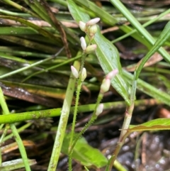 Persicaria praetermissa (Spotted Knotweed) at Braidwood, NSW - 20 Jan 2024 by JaneR