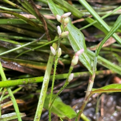 Persicaria praetermissa (Spotted Knotweed) at Braidwood, NSW - 20 Jan 2024 by JaneR